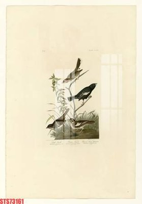 File tranh Tranh sơn dầu phương tây tổng hợp STS73161 (gốc) chủ đề trẻ em