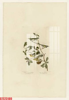 File ảnh Tranh sơn dầu phương tây tổng hợp STS73189 (gốc) in decal dán tường