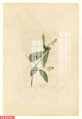 File tranh Tranh sơn dầu phương tây tổng hợp STS73220 (ảnh gốc) sắc nét hoàn hảo