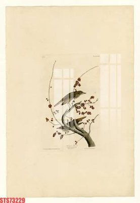 File PSD Tranh sơn dầu phương tây tổng hợp STS73229 (gốc) cho designer