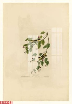 File gốc Tranh sơn dầu phương tây tổng hợp STS73231 (chuẩn màu) cho in offset