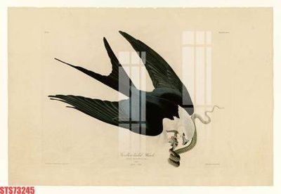 File in trần Tranh sơn dầu phương tây tổng hợp STS73245 (bản gốc) trời sao