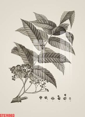 File in ấn Tranh sơn dầu phương tây tổng hợp STS74903 (bản gốc) sắc nét