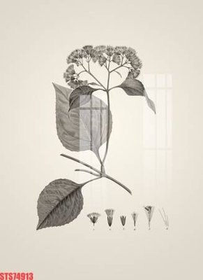 Tải file Tranh sơn dầu phương tây tổng hợp STS74913 (ảnh gốc) file TIFF