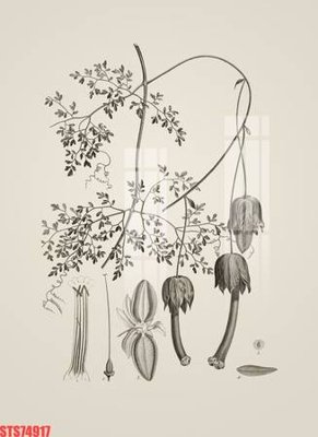 File in trần Tranh sơn dầu phương tây tổng hợp STS74917 (bản gốc) trời sao