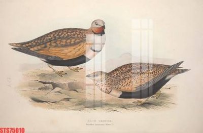 Tải file Tranh sơn dầu phương tây tổng hợp STS75010 (gốc) in trên mọi chất liệu