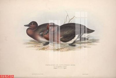 Hình ảnh file gốc Tranh sơn dầu phương tây tổng hợp STS75012 cho in UV