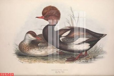 Tải file Tranh sơn dầu phương tây tổng hợp STS75013 (ảnh gốc) in tranh kính