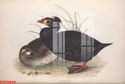 Hình ảnh file gốc Tranh sơn dầu phương tây tổng hợp STS75020 cho in UV