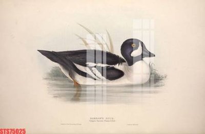 Download file gốc Tranh sơn dầu phương tây tổng hợp STS75025 (in lụa) tranh 3D