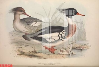 Download file gốc Tranh sơn dầu phương tây tổng hợp STS75030 (độ nét cao)