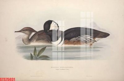 Tải file Tranh sơn dầu phương tây tổng hợp STS75031 (PSD) cho in tranh kính