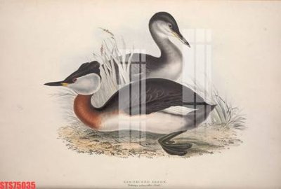 Download file Tranh sơn dầu phương tây tổng hợp STS75035 (gốc) cho xưởng in