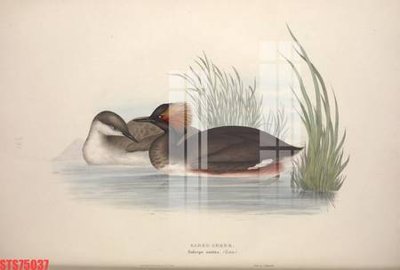 Tải file Tranh sơn dầu phương tây tổng hợp STS75037 (gốc) in ấn chất lượng