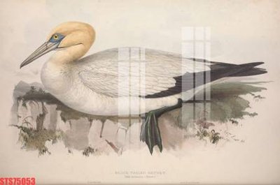 Tải file Tranh sơn dầu phương tây tổng hợp STS75053 (gốc) làm file in ấn