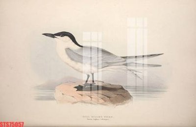 Mua file tranh gốc Tranh sơn dầu phương tây tổng hợp STS75057 tại Filetranh.com