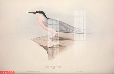 File tranh Tranh sơn dầu phương tây tổng hợp STS75059 (bản gốc) treo tường