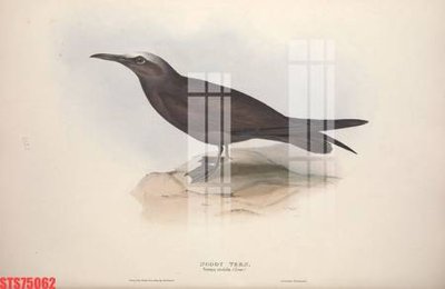 File gốc Tranh sơn dầu phương tây tổng hợp STS75062 (bản quyền) cho in ấn