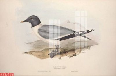 File in lụa Tranh sơn dầu phương tây tổng hợp STS75071 (hoa văn) Tranh sơn dầu phương tây tổng hợp STS75071