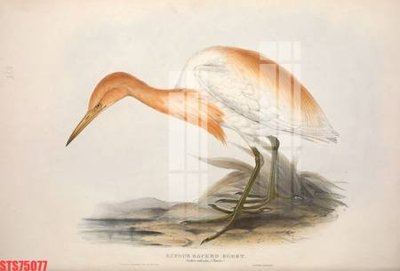 File gốc Tranh sơn dầu phương tây tổng hợp STS75077 (in tráng gương) sang trọng