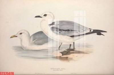 File gốc Tranh sơn dầu phương tây tổng hợp STS75078 (in lụa) cao cấp