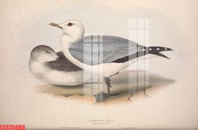 File tranh Tranh sơn dầu phương tây tổng hợp STS75080 (bản gốc) in lụa dán tường