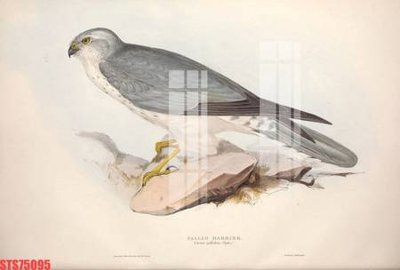 File tranh Tranh sơn dầu phương tây tổng hợp STS75095 (bản gốc) treo phòng ăn