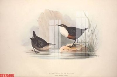 Download file gốc Tranh sơn dầu phương tây tổng hợp STS75097 (in lụa) nghệ thuật