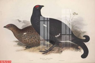 File in lụa Tranh sơn dầu phương tây tổng hợp STS75102 (tân cổ điển) Tranh sơn dầu phương tây tổng hợp STS75102