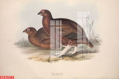 Tải file tranh gốc Tranh sơn dầu phương tây tổng hợp STS75104 chất lượng cao