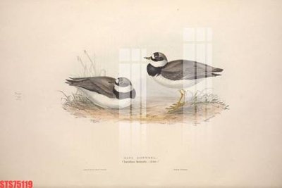 Download file tranh Tranh sơn dầu phương tây tổng hợp STS75119 (file gốc PSD)