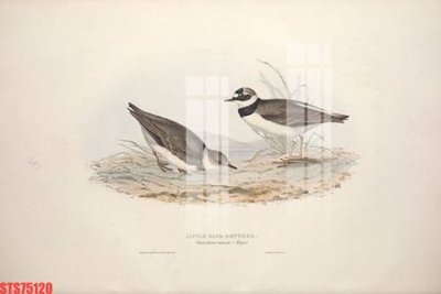 File ảnh Tranh sơn dầu phương tây tổng hợp STS75120 (gốc) cho trang trí nội thất