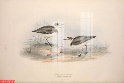 File tranh Tranh sơn dầu phương tây tổng hợp STS75122 (gốc) chủ đề thiên nhiên