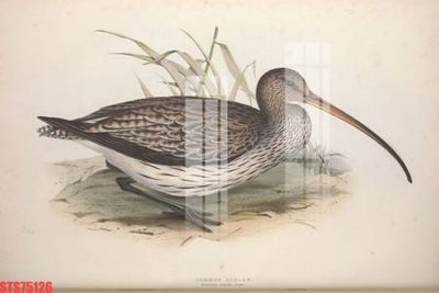 File gốc Tranh sơn dầu phương tây tổng hợp STS75126 (in lụa) hoa văn cổ điển