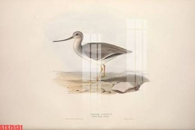 Hình ảnh file gốc Tranh sơn dầu phương tây tổng hợp STS75131 (chất lượng cao)