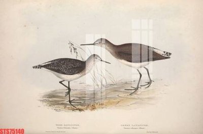 File tranh Tranh sơn dầu phương tây tổng hợp STS75140 (gốc) in backlit film