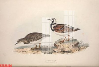 File tranh PSD Tranh sơn dầu phương tây tổng hợp STS75144 chất lượng cao