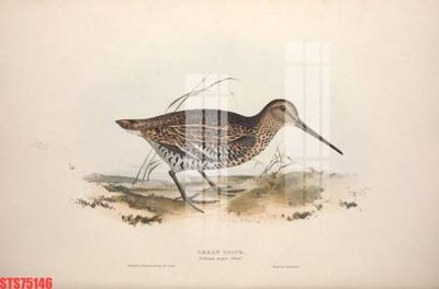 File gốc Tranh sơn dầu phương tây tổng hợp STS75146 (in tráng gương) sang trọng