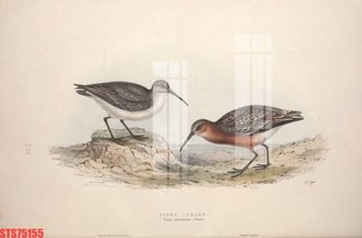 File tranh Tranh sơn dầu phương tây tổng hợp STS75155 (ảnh gốc) in trần xuyên sáng