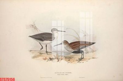 File in lụa Tranh sơn dầu phương tây tổng hợp STS75156 (tân cổ điển) Tranh sơn dầu phương tây tổng hợp STS75156