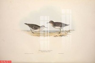 Download file Tranh sơn dầu phương tây tổng hợp STS75160 (gốc) in mica bàn thờ