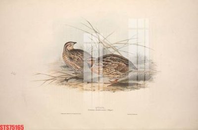 Tải file Tranh sơn dầu phương tây tổng hợp STS75165 (gốc) làm file quảng cáo