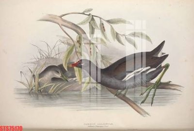 Tải file Tranh sơn dầu phương tây tổng hợp STS75170 (ảnh gốc) in gạch 3D