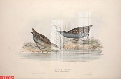 Tải về hình ảnh gốc Tranh sơn dầu phương tây tổng hợp STS75172 sắc nét