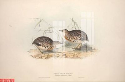 Tải file gốc Tranh sơn dầu phương tây tổng hợp STS75176 (in không vỡ ảnh)