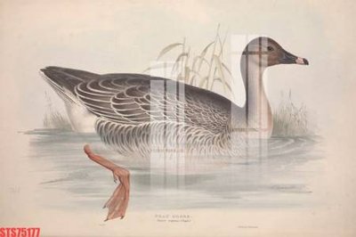 File tranh Tranh sơn dầu phương tây tổng hợp STS75177 (ảnh gốc) in trần xuyên sáng