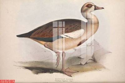 Tải file gốc Tranh sơn dầu phương tây tổng hợp STS75182 (bản PSD) chỉnh sửa được