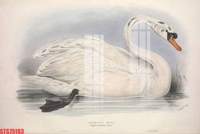 File gốc Tranh sơn dầu phương tây tổng hợp STS75183 (in ấn) màu sắc trung thực