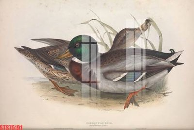 File tranh gốc PSD Tranh sơn dầu phương tây tổng hợp STS75191 còn nguyên layer