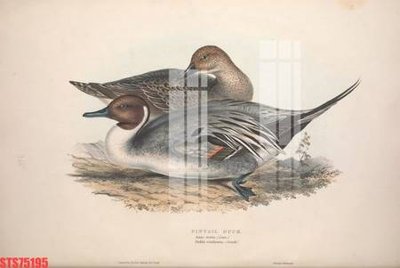 Ảnh gốc file in lụa Tranh sơn dầu phương tây tổng hợp STS75195 chi tiết